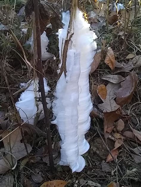 Frost Flowers Are A Natural Phenomenon In Arkansas That