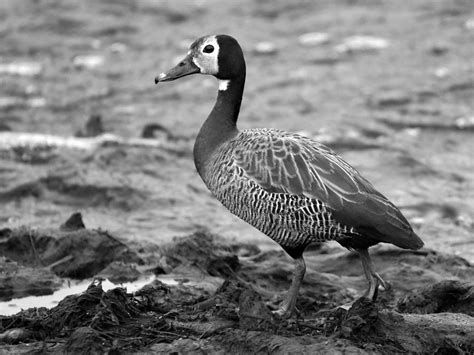 Witness the Graceful Dance of the White-Faced Whistling-Duck in