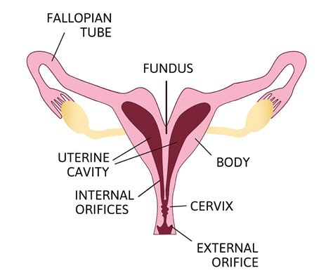 Uterus Didelphys Understanding The Double Uterus Condition Birla Fertility And Ivf