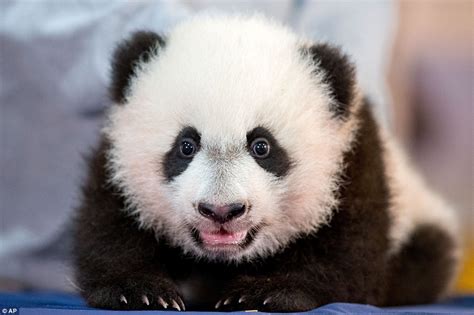 National Zoos Baby Panda Bei Bei Grins For The Cameras Daily Mail Online