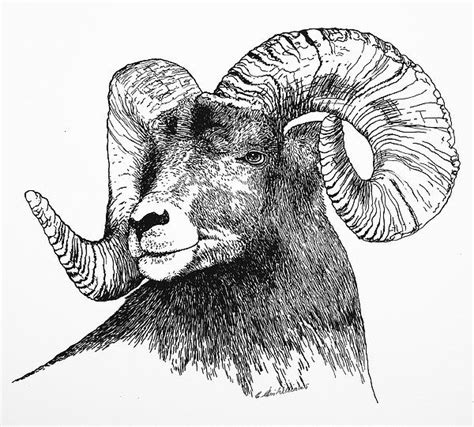 Big Horned Sheep Art Print By E Colin Williams Arca Sheep Art Animal