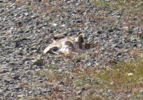 Ringed Plover Faking Injury Plover Injury Shetland Islands