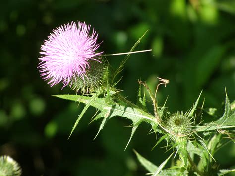 Random Act Of Metaphor Beauty And The Beast In A Bull Thistle