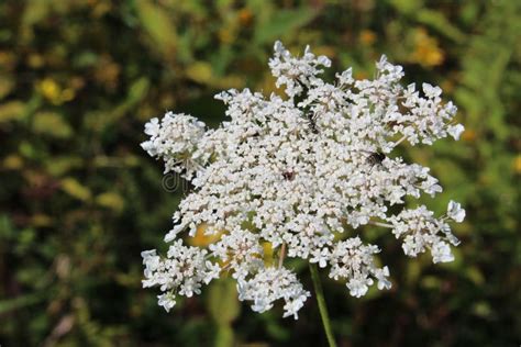 Queen Anne S Lace American Wildflower In Full Bloom Stock Photo Image