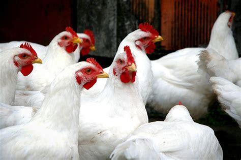 SecurePoultry solution contre le stress du poulet en élevage
