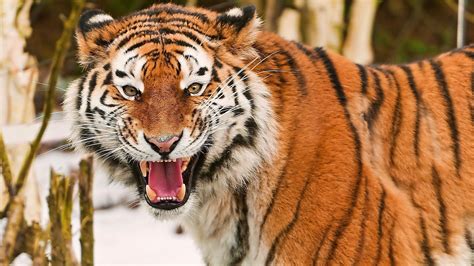 Animals Tigers Wild Animals Beasts Wallpapers Hd Desktop And