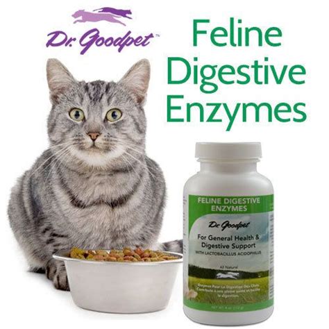 Further down the digestive tract, cats have levels this formula is packed with protein and moisture, making it a great option for cats with diabetes. Feline Digestive Enzymes 4 oz | Digestive enzymes, Cat ...