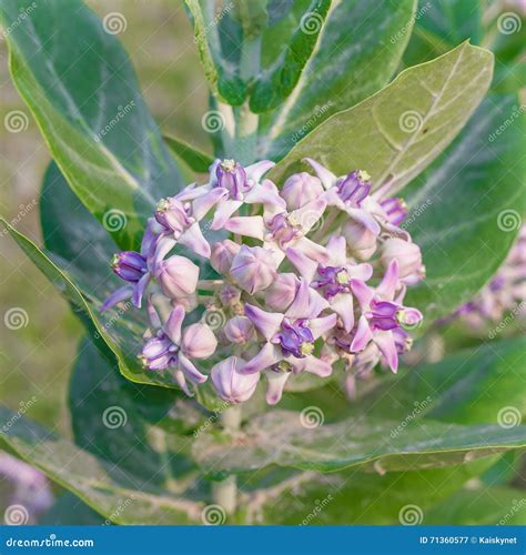 Crown Flower Giant Indian Milkweed Gigantic Swallowwort Stock Image