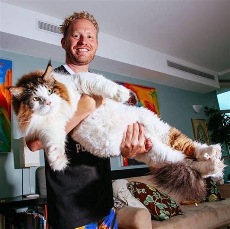 Samson The Biggest Cat In New York City Is 4 Feet Long And Weighs