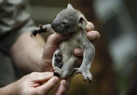 German Zoo Shows Off Its Baby Koala Cute Baby Animals