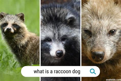 What Is A Raccoon Dog With Photos Understanding This Canine Species