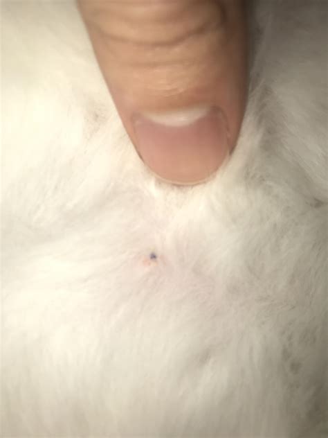 My Cat Has This Little Thing On Her Abdomen Its Like A Scab But I Don