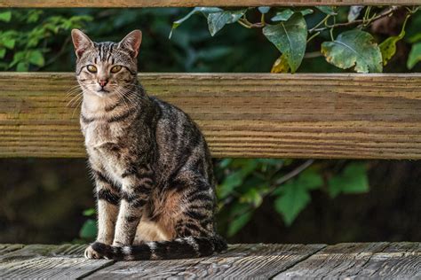 American Shorthair Cat Characteristics Color Varieties Temperament