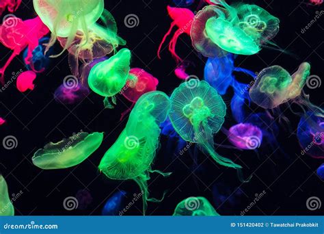 Colorful Jellyfish Underwater Jellyfish Moving In Water Stock Photo