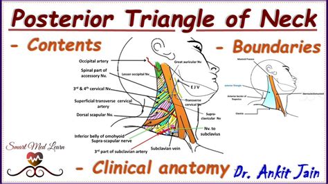 Posterior triangle of neck/ Anatomy/ Simplified - Boundaries, Contents
