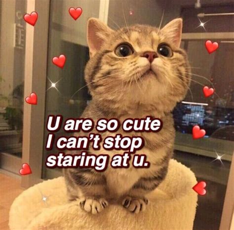 Pin By Nova 🏳️‍🌈 On Memes Cute Cat Memes Cute Memes Cute Love Memes