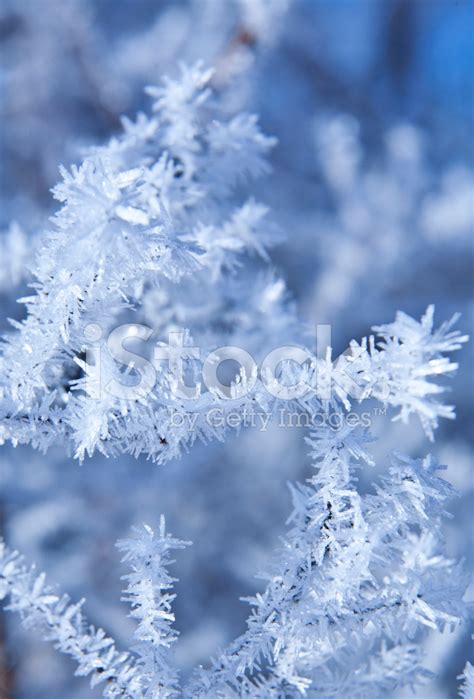 Frozen Plants Stock Photo Royalty Free Freeimages