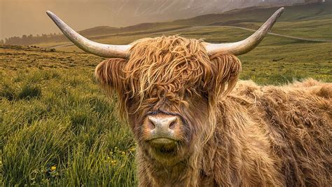Hd Wallpaper Highland Cattle Wallpaper Flare
