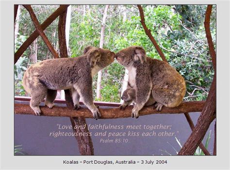 Koalas Kiss Flickr Photo Sharing