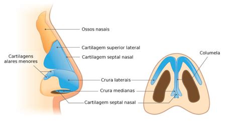 A Anatomia Do Nariz E A Rinoplastia Estruturada Clínica Althos