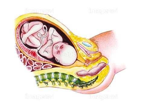 【胎児 身体 子宮 胎盤 産婦人科 人体解剖学】の画像素材64120703 イラスト素材ならイメージナビ
