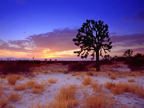 Joshua Tree Sunset Mojave Desert California Trees Woodland And