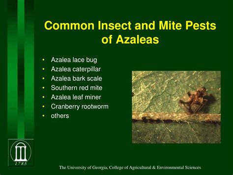 It does not, however, belong to the mealybug group. however, the university of kentucky college of agriculture website refers to mealybugs on azaleas as the same. PPT - Identification of insect pests and IPM methods for ...