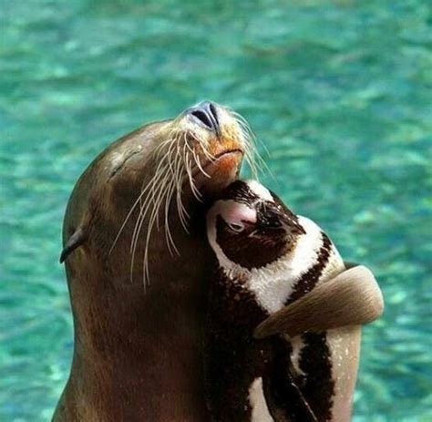 Seal Hugging A Pingu Unlikely Animal Friends Cute Animals Funny Animals