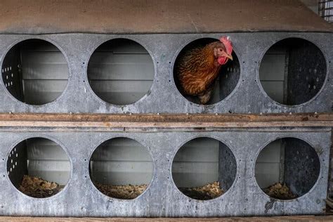 Scientists Use Crispr To Make Chickens More Resistant To Bird Flu The New York Times