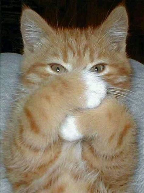 Cute Orange Tabby Cat Kitten Cats Cats Cats And Furry