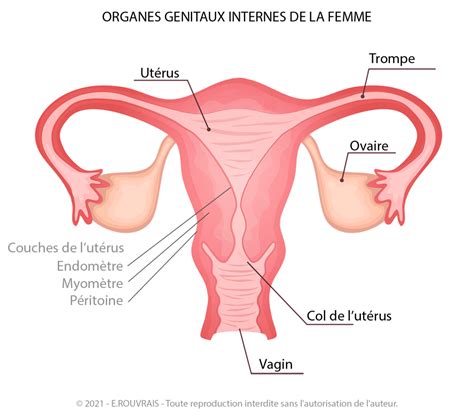 Système reproducteur féminin tout comprendre sur l anatomie féminine