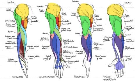 If this be examined with a rather low power the bone will be seen to be mapped out into a number of circular districts each consisting of a central hole surrounded by a number of. Image result for arm anatomy muscle | Corps humain ...