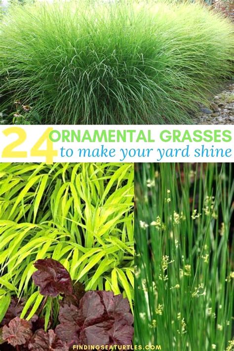 Best Grass For Shade In Florida Tips For Choosing Sod 928