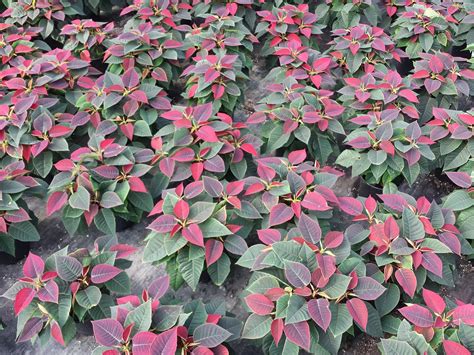 How To Make Poinsettias Turn Red