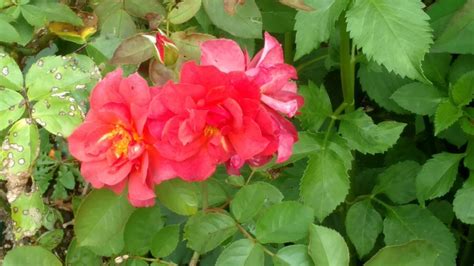 The clusters of blooms never stop poppin' open on this powerfully flowerful floribunda. Cinco de Mayo Floribunda Rose | Rose, Flowers, Cinco de mayo