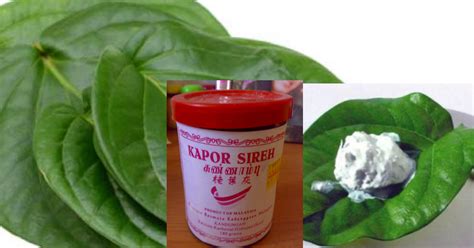 कपूर (kapur) meaning in english (इंग्लिश मे मीनिंग) is camphor (कपूर ka matlab english me camphor hai). 11 Petua Kecantikkan Dan Kesihatan Hanya Guna Kapur Dan ...