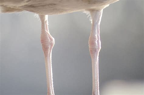 Bird Legs Photograph By Rolands Bite Fine Art America