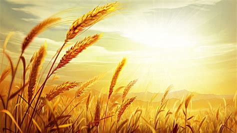 Golden Wheat Field Sunset Psd Material Field Wallpaper Wheat Fields