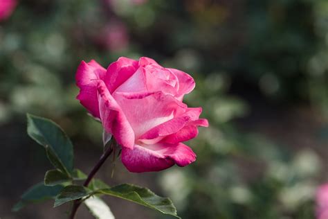 Pinke Rose Blume Kostenloses Foto Auf Pixabay