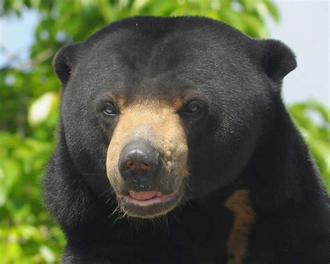 The star of the latest malaysia news breaking stories on politics, analysis and opinions. Threats to Bornean Sun Bear Evidence Illegal Poaching in ...