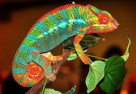 Top 10 Most Colorful Animals In The World — Страница 3 —