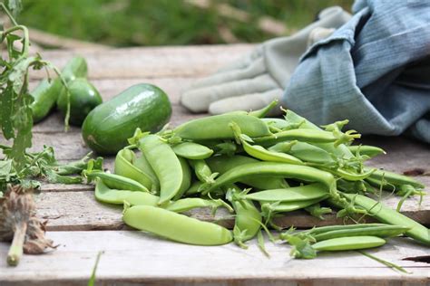 Garden Peas Snow Peas And Sugar Snap Peas So Healthy Lively Life