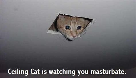 Ceiling Cat Know Your Meme