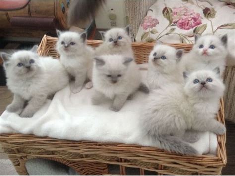 Ukpets found 11 ragdoll for sale in the uk. Helpful Ragdoll kittens for sale. | Ragdoll kittens for ...