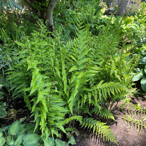 Dixie Wood Fern For Sale A Complete Guide For Plant Enthusiasts Bering