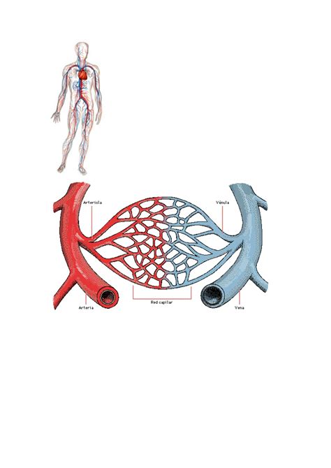 Sistema Circulatorio El Aparato Circulatorio Tiene Varias Funciones