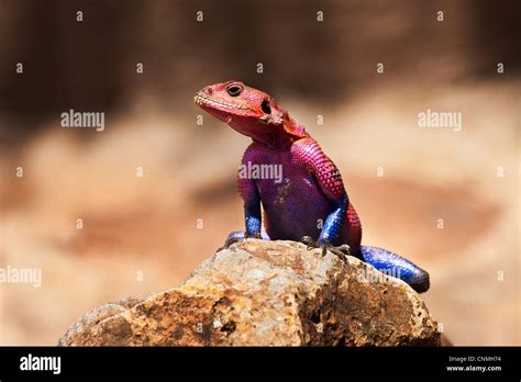 Common Agama Red Headed Rock Agama Or Rainbow Agama Agama Agama Is