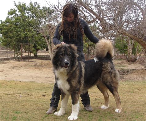 Caucasian Ovcharka Dog Info Temperament Puppies Training Pictures