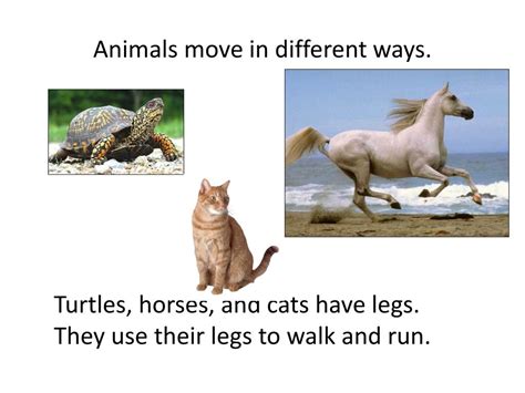 Ppt How Do Animals Move Powerpoint Presentation Free Download Id