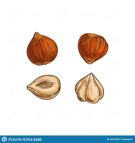Hazelnut Cobnut Or Filbert Nut Isolated Food Snack Stock Vector